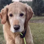 Pies do adopcji, Głowno, 6 stycznia 2026