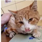 Kot do adopcji, Wrocław, 1 stycznia 2026