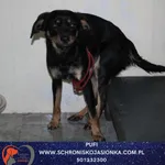 Pies do adopcji, Dębniak, 5 stycznia 2026