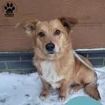 Znaleziono psa, Gdynia, 3 stycznia 2026