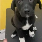 Znaleziono psa, Grudziądz, 5 stycznia 2026