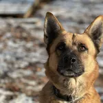 Pies do adopcji, Bydgoszcz, 5 stycznia 2026