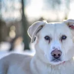 Pies do adopcji, Radom, 6 stycznia 2026