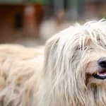 Oddam psa, Warszawa, 6 stycznia 2026