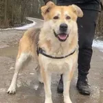 Pies do adopcji, Głowno, 6 stycznia 2026