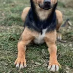 Pies do adopcji, Bydgoszcz, 6 stycznia 2026