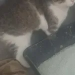 Znaleziono kota, Racławice, 29 grudnia 2025