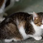 Znaleziono kota, Racławice, 29 grudnia 2025