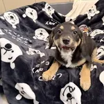 Pies do adopcji, Kraków, 3 stycznia 2026