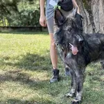 Pies do adopcji, Kraków, 22 grudnia 2025