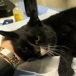 Znaleziono kota, Racławice, 30 grudnia 2025