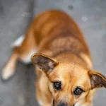 Znaleziono psa, Racławice, 1 stycznia 2026