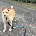 Pies do adopcji, Kraków, 22 grudnia 2025