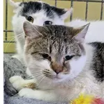 Kot do adopcji, Wrocław, 3 stycznia 2026