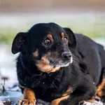 Znaleziono psa, Racławice, 29 grudnia 2025