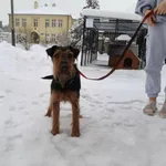 Pies do adopcji, Ropczyce, 7 stycznia 2026