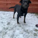 Znaleziono psa, Czartki, 7 stycznia 2026