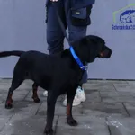 Znaleziono psa, Szczecin, 6 stycznia 2026