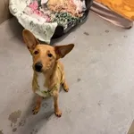 Pies do adopcji, Kraków, 22 grudnia 2025