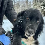 Pies do adopcji, Przyborówko, 7 stycznia 2026