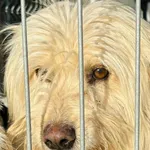 Pies do adopcji, Przyborówko, 7 stycznia 2026