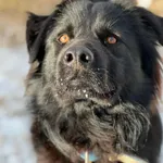 Pies do adopcji, Bydgoszcz, 6 stycznia 2026