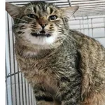 Kot do adopcji, Wrocław, 31 grudnia 2025