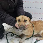 Znaleziono psa, Racławice, 2 stycznia 2026