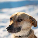 Znaleziono psa, Racławice, 2 stycznia 2026