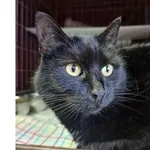 Kot do adopcji, Wrocław, 4 stycznia 2026