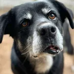 Pies do adopcji, Przyborówko, 7 stycznia 2026