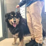 Znaleziono psa, Chełmek, 6 stycznia 2026