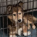 Znaleziono psa, Radom, 6 stycznia 2026