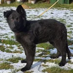 Pies do adopcji, Ropczyce, 7 stycznia 2026