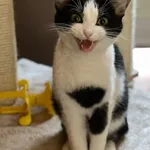 Kot do adopcji, Bydgoszcz, 6 stycznia 2026