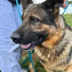 Pies do adopcji, Przyborówko, 7 stycznia 2026