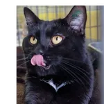 Znaleziono kota, Wrocław, 16 grudnia 2025