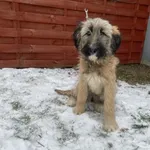 Znaleziono psa, Czartki, 7 stycznia 2026