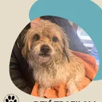 Znaleziono psa, Dąbrówka, 1 stycznia 2026