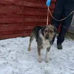 Znaleziono psa, Czartki, 8 stycznia 2026