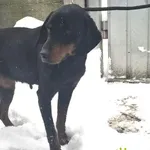 Znaleziono psa, Racławice, 8 stycznia 2026