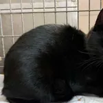 Znaleziono kota, Bydgoszcz, 2 stycznia 2026