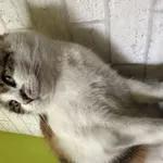 Zaginął kot, Łódź, 8 stycznia 2026