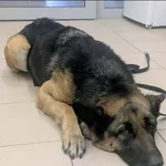 Znaleziono psa, Grudziądz, 8 stycznia 2026