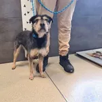 Znaleziono psa, Chełmek, 8 stycznia 2026