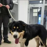 Znaleziono psa, Grudziądz, 7 stycznia 2026