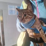 Znaleziono kota, Bydgoszcz, 5 stycznia 2026