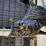 Kot do adopcji, Choszczno, 5 stycznia 2026