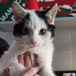 Znaleziono kota, Bydgoszcz, 7 stycznia 2026