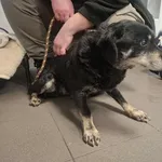 Znaleziono psa, Bydgoszcz, 4 stycznia 2026